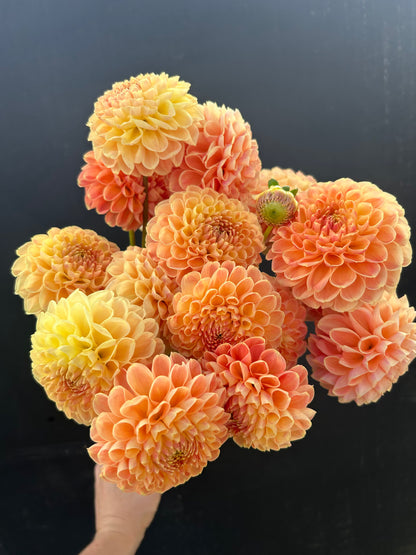 Dahlia Tuber: Crichton Honey