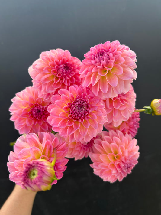 Dahlia Tuber: Esli