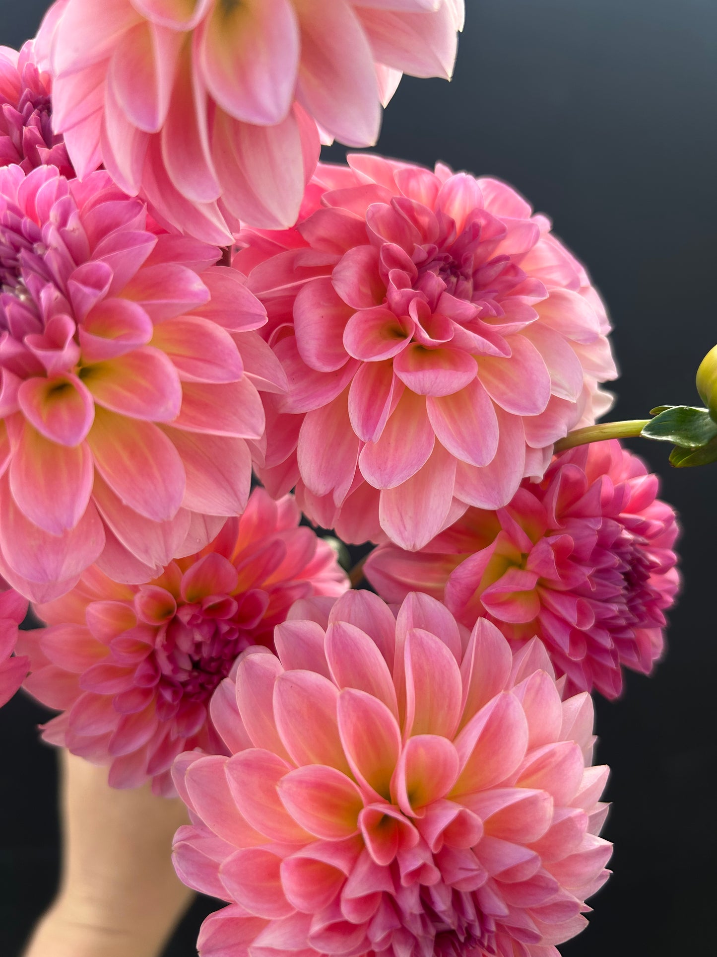 Dahlia Tuber: Esli