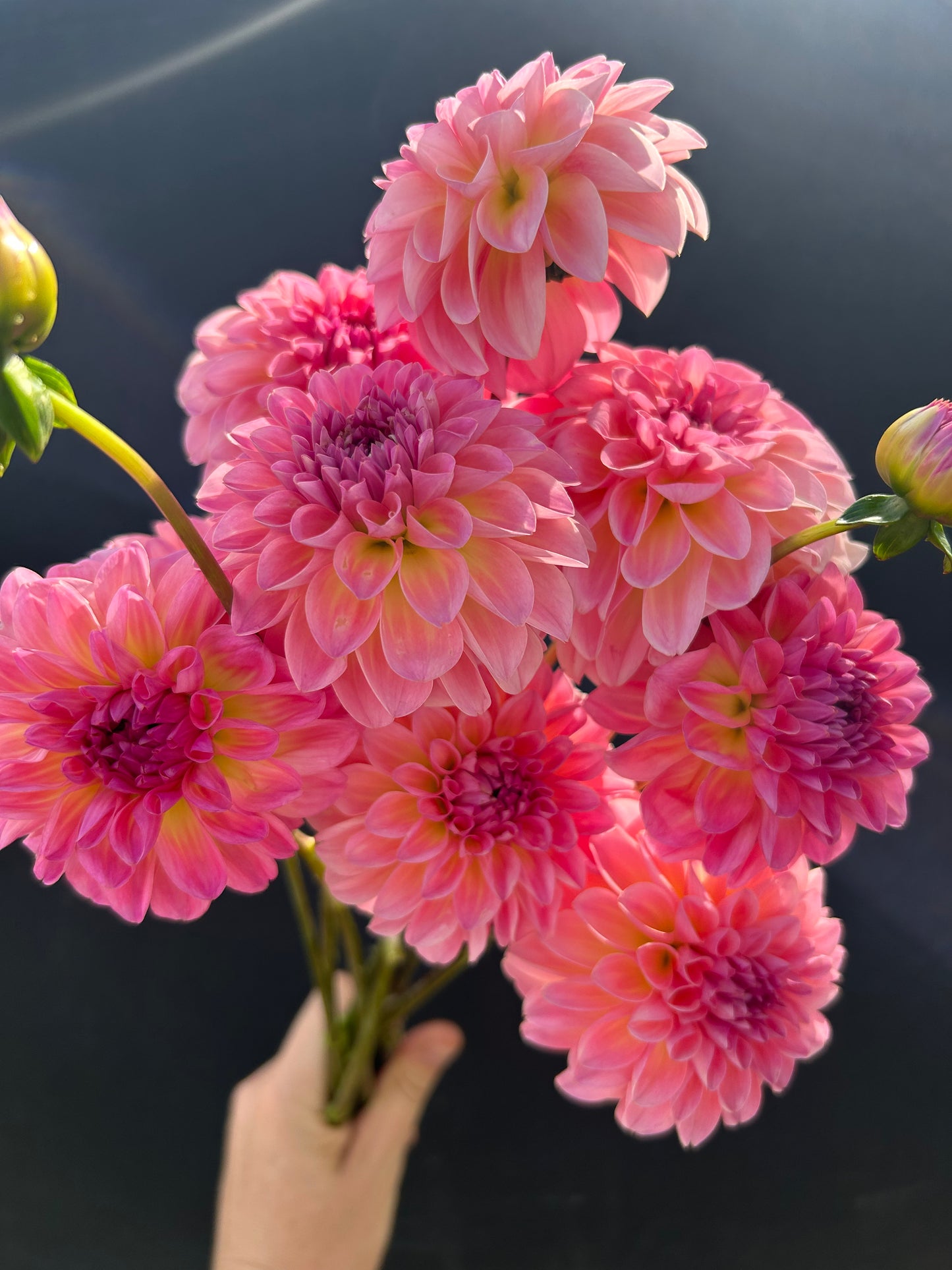 Dahlia Tuber: Esli