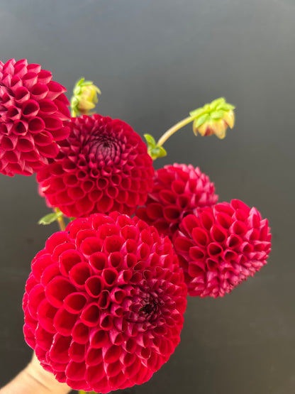 Dahlia Tuber: Cornel