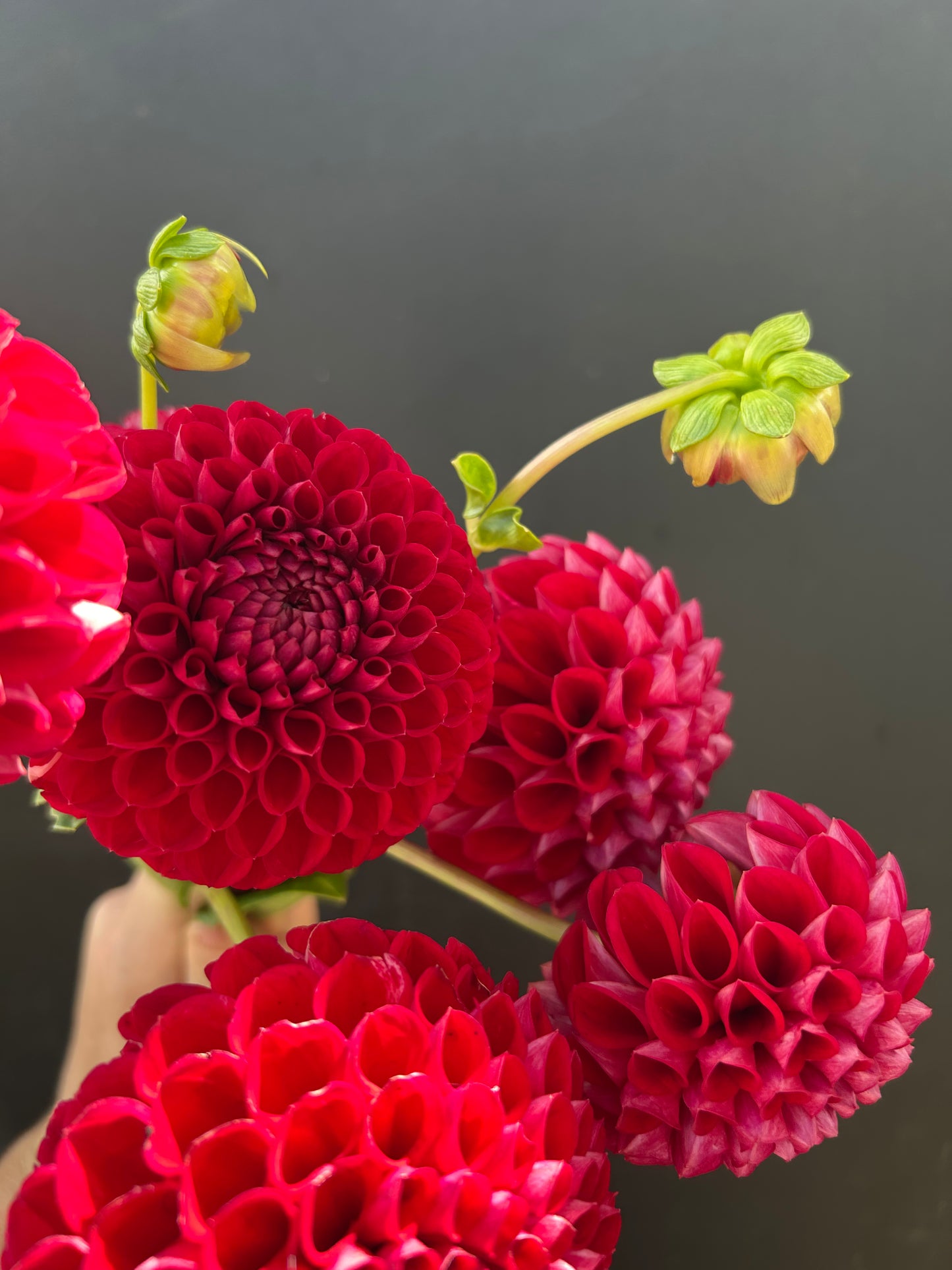 Dahlia Tuber: Cornel