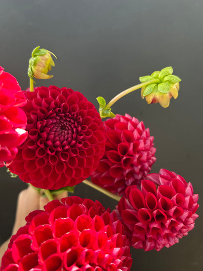 Dahlia Tuber: Cornel