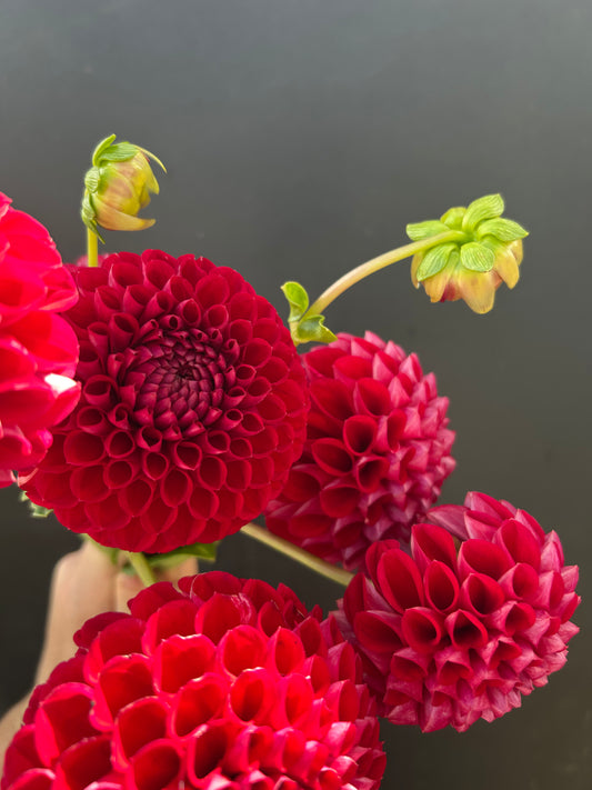 Dahlia Tuber: Cornel
