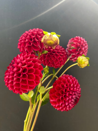 Dahlia Tuber: Cornel