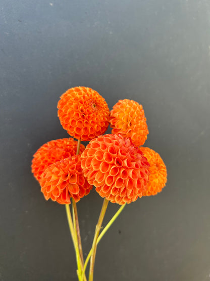 Dahlia Tuber: Bantling