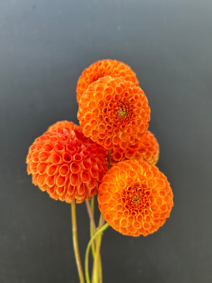 Dahlia Tuber: Bantling