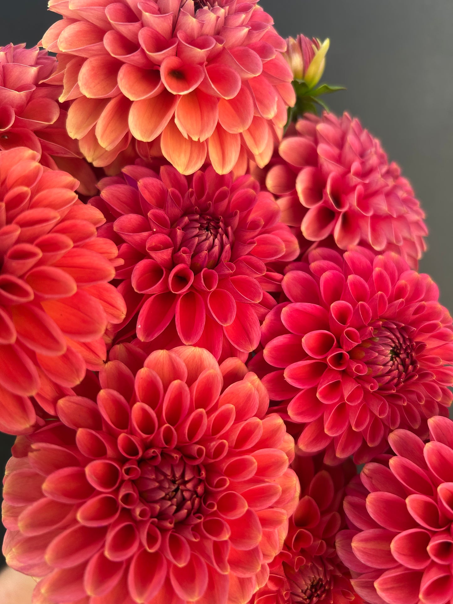 Dahlia Tuber: Zundert Mystery Fox