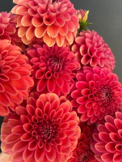 Dahlia Tuber: Zundert Mystery Fox