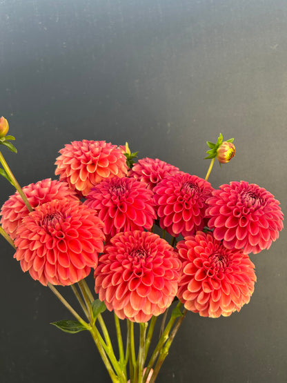 Dahlia Tuber: Zundert Mystery Fox