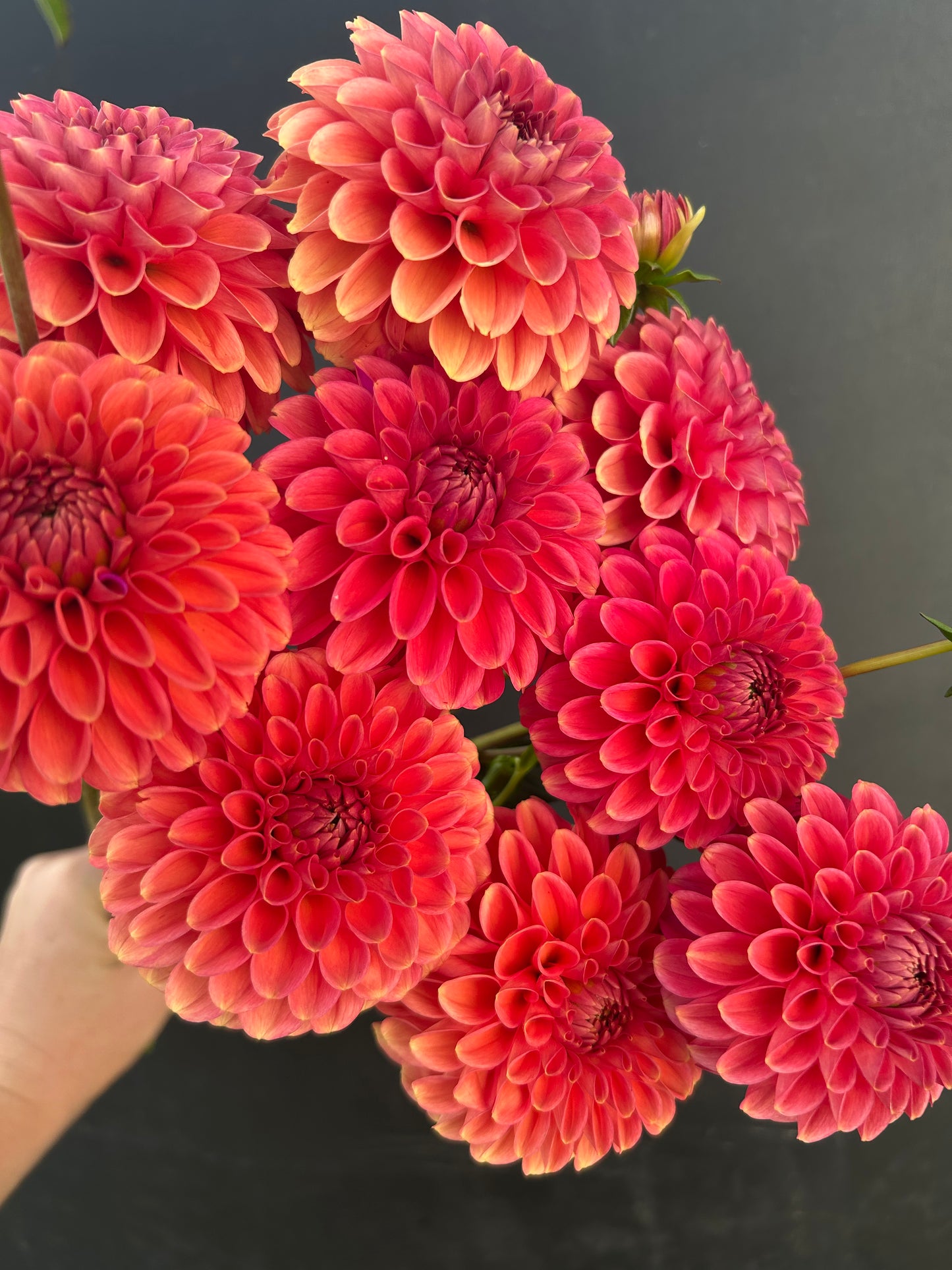 Dahlia Tuber: Zundert Mystery Fox