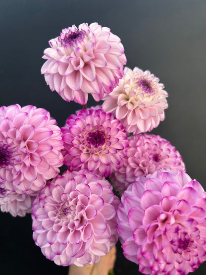 Dahlia Tuber: Genova
