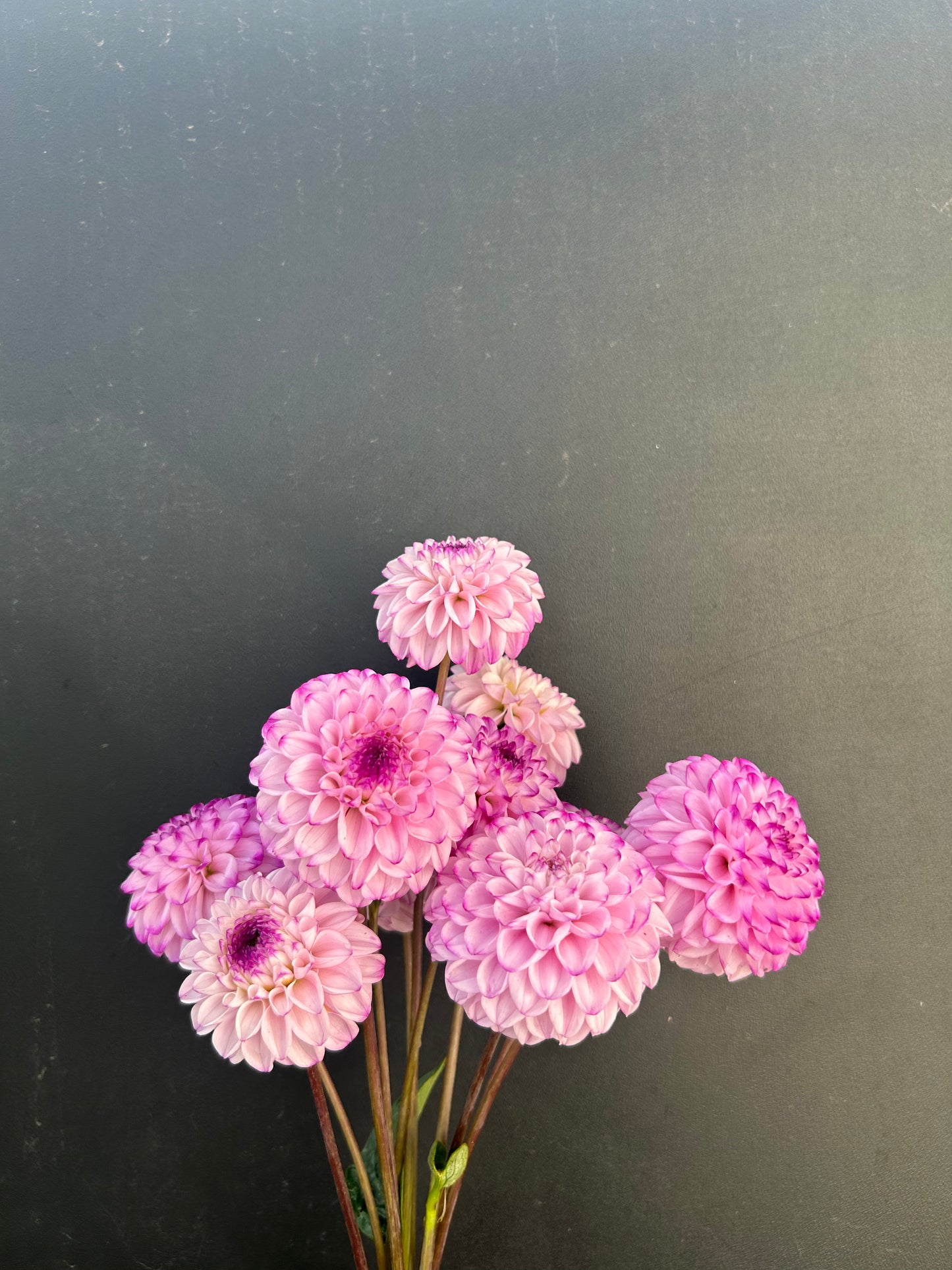 Dahlia Tuber: Genova