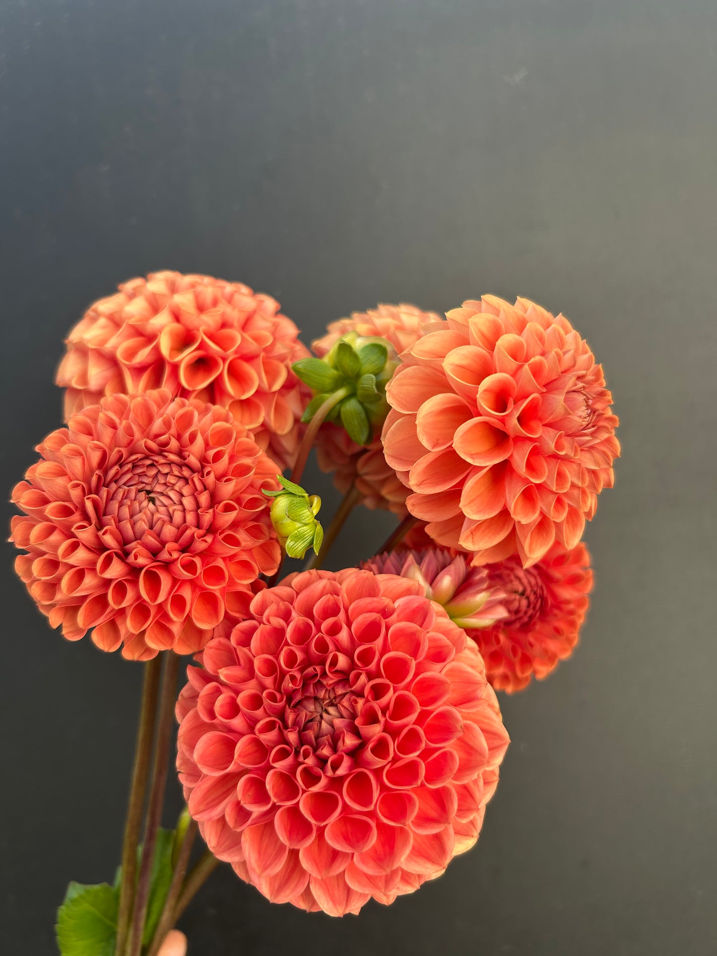 Dahlia Tuber: Cornel Bronze