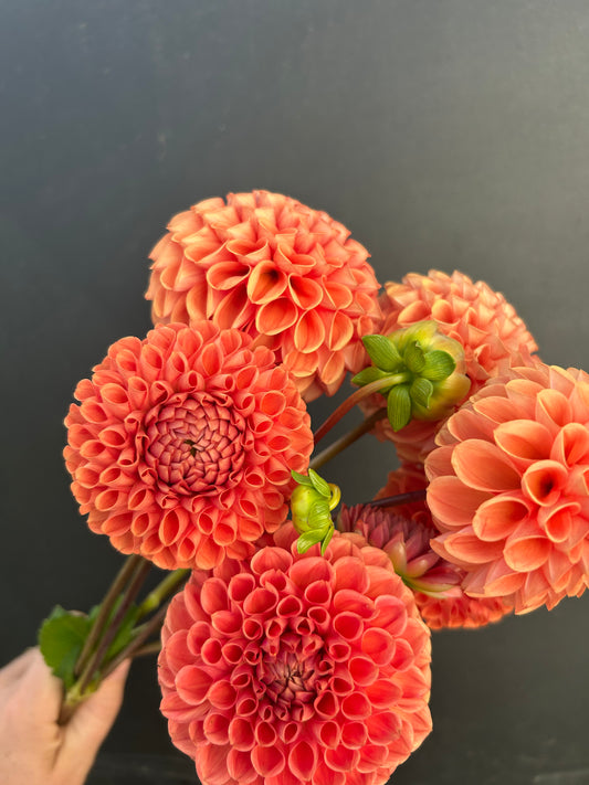 Dahlia Tuber: Cornel Bronze