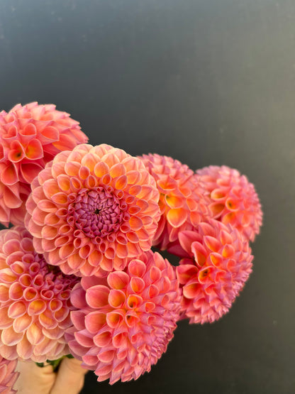 Dahlia Tuber: Hapet Coppery