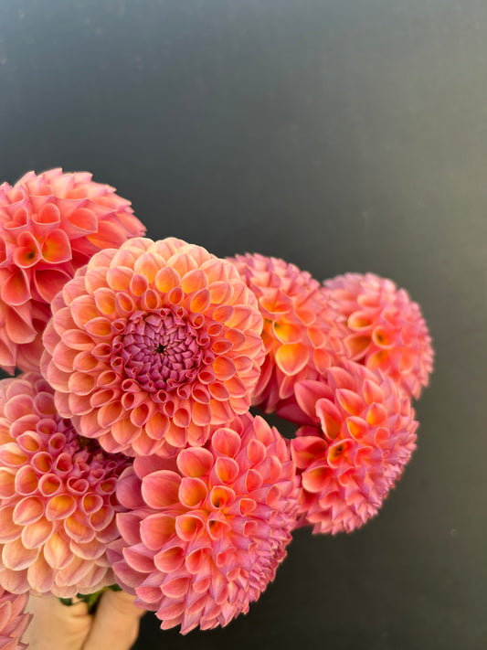 Dahlia Tuber: Hapet Coppery