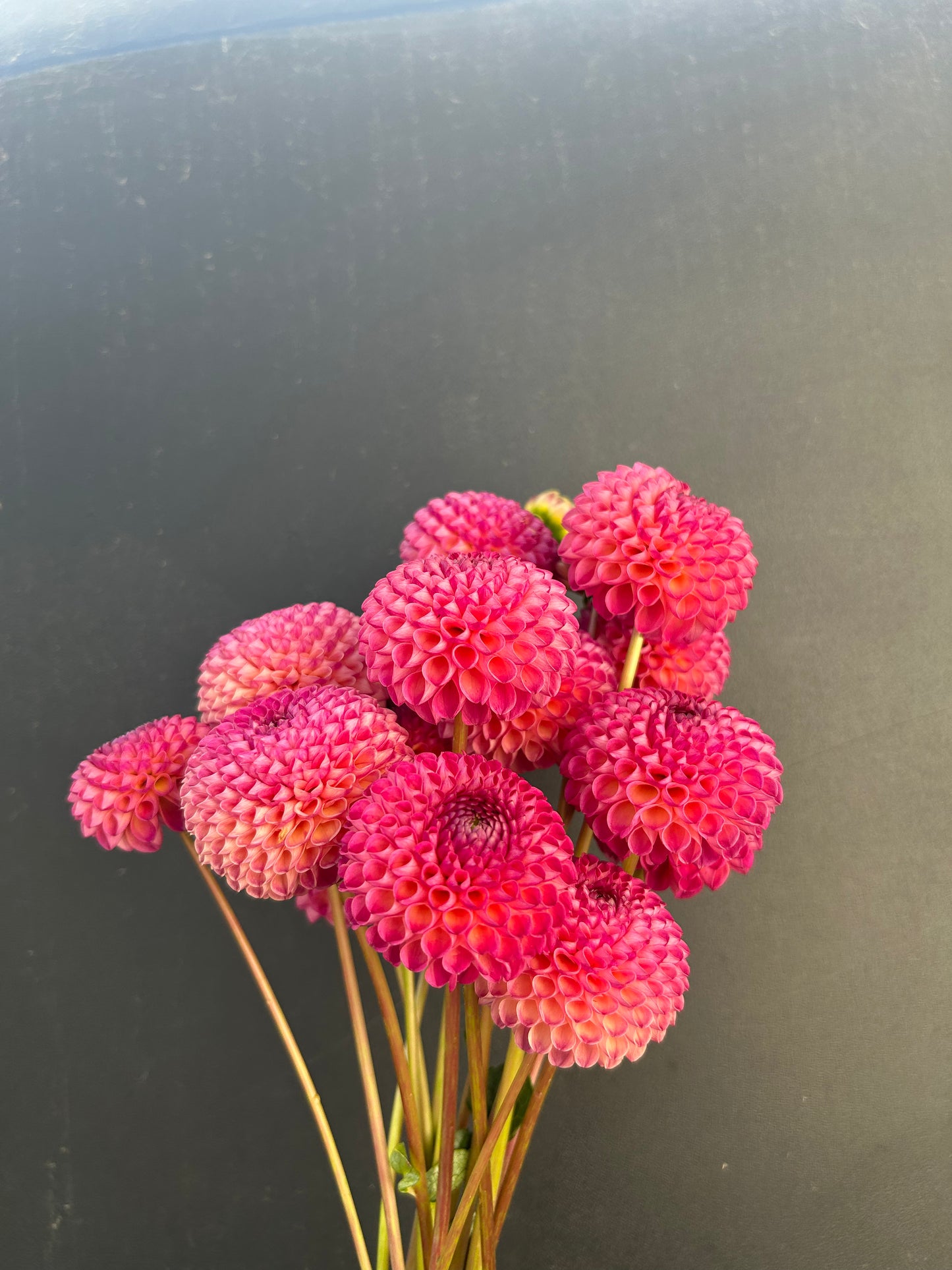 Dahlia Tuber: Burlesca