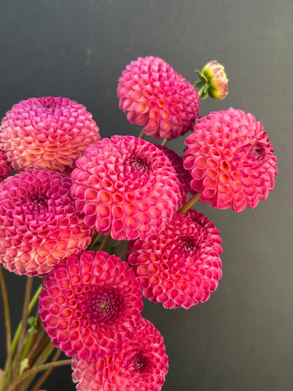 Dahlia Tuber: Burlesca