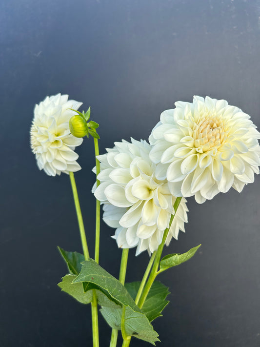 Dahlia Tuber: Boom Boom White