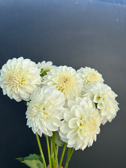 Dahlia Tuber: Boom Boom White