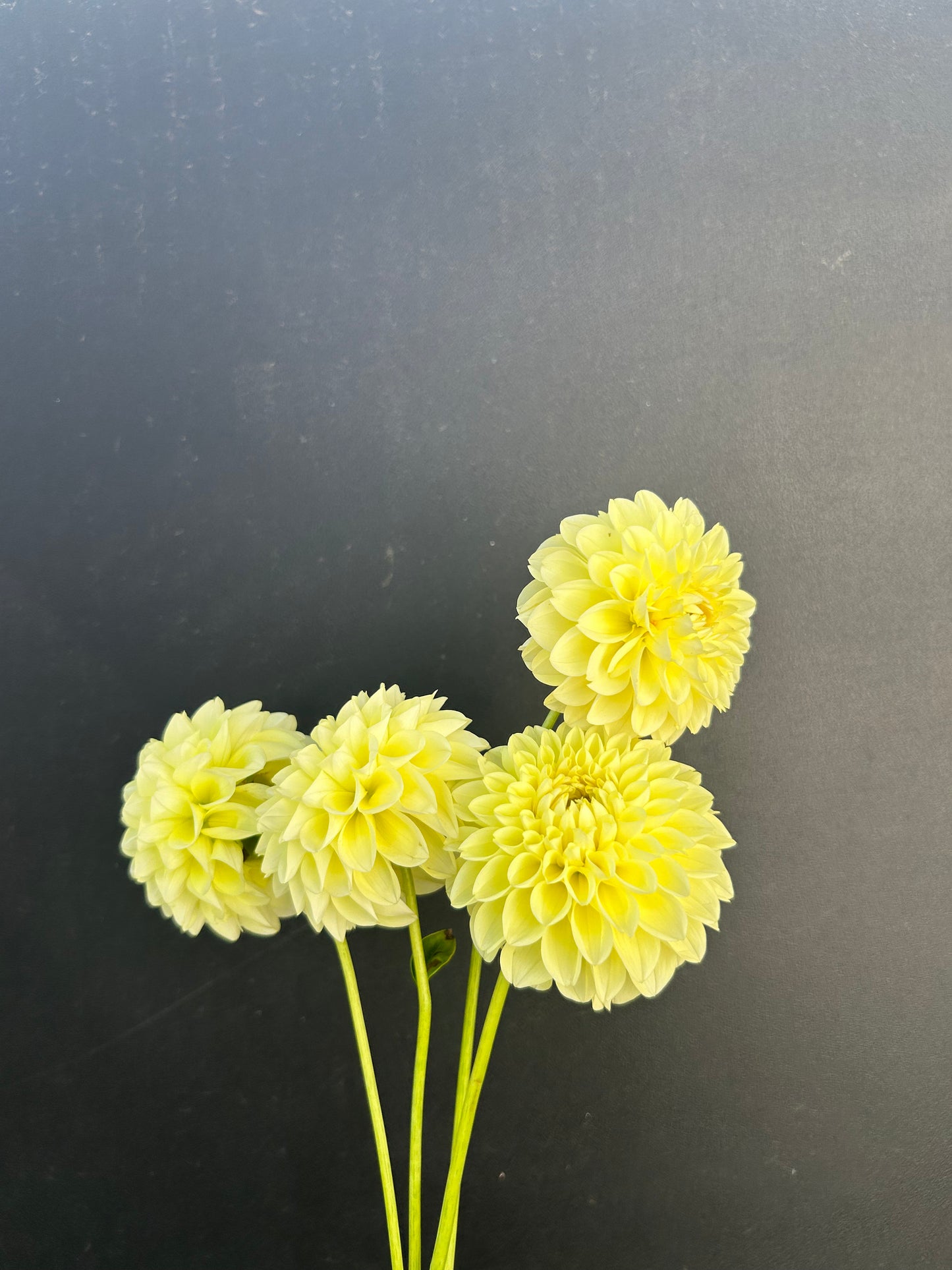 Dahlia Tuber: Banana Baby