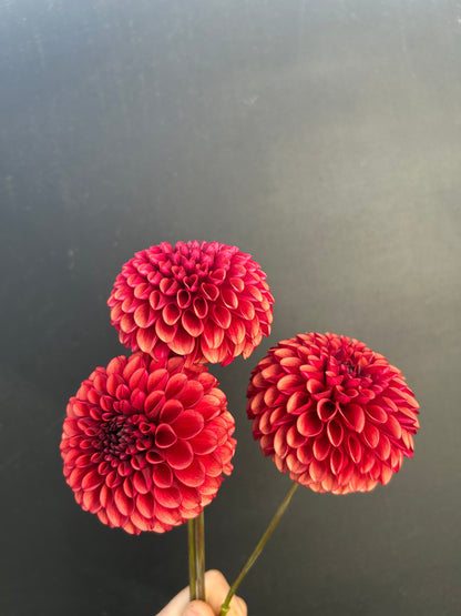 Dahlia Tuber: Copper Boy