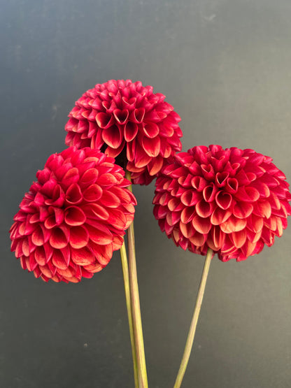 Dahlia Tuber: Copper Boy
