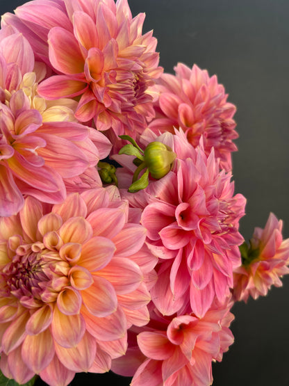 Dahlia Tuber: Cameo Peach