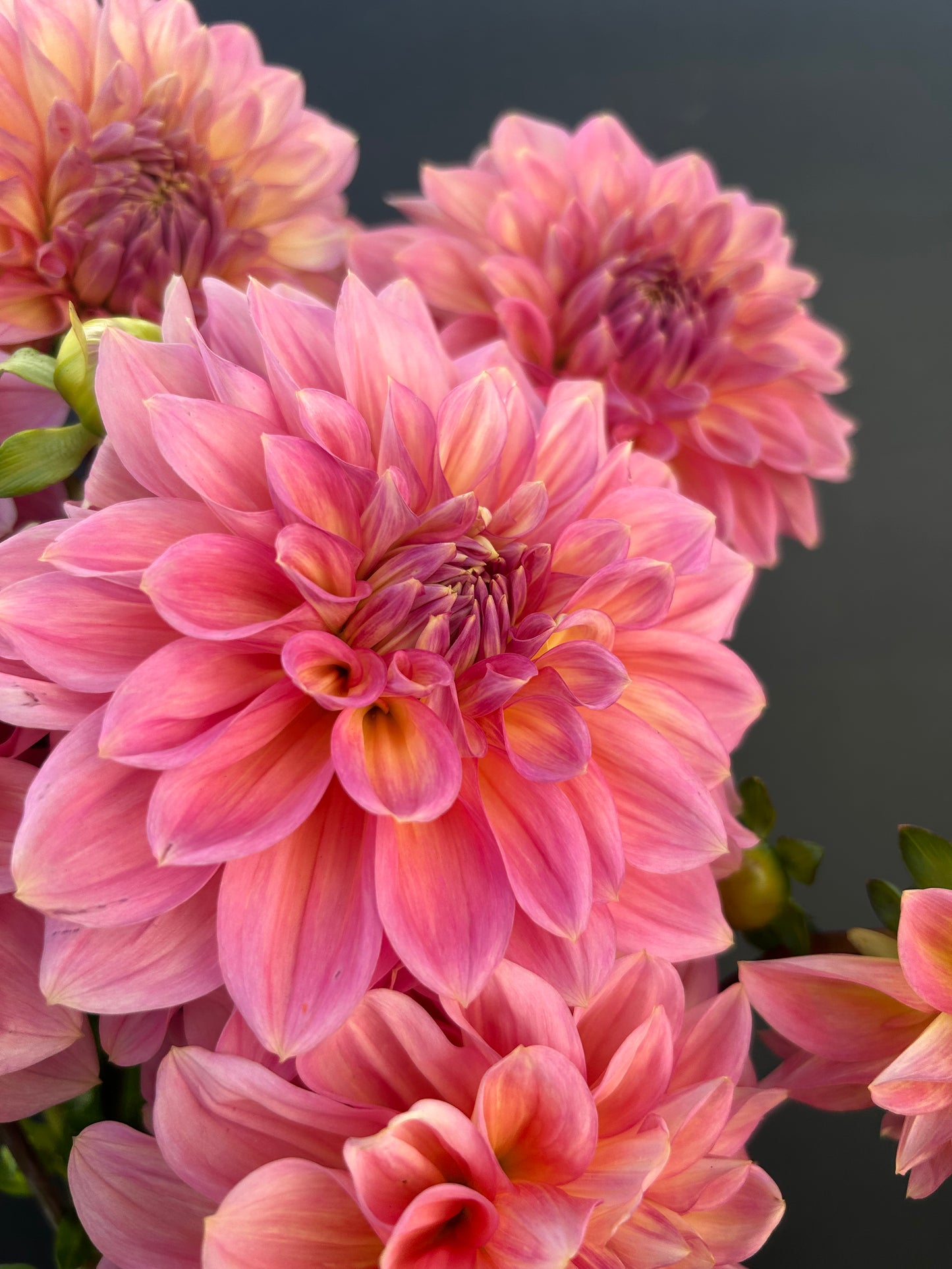 Dahlia Tuber: Cameo Peach