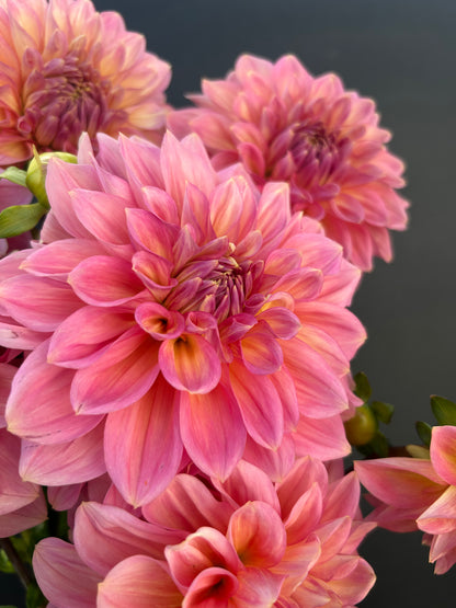 Dahlia Tuber: Cameo Peach