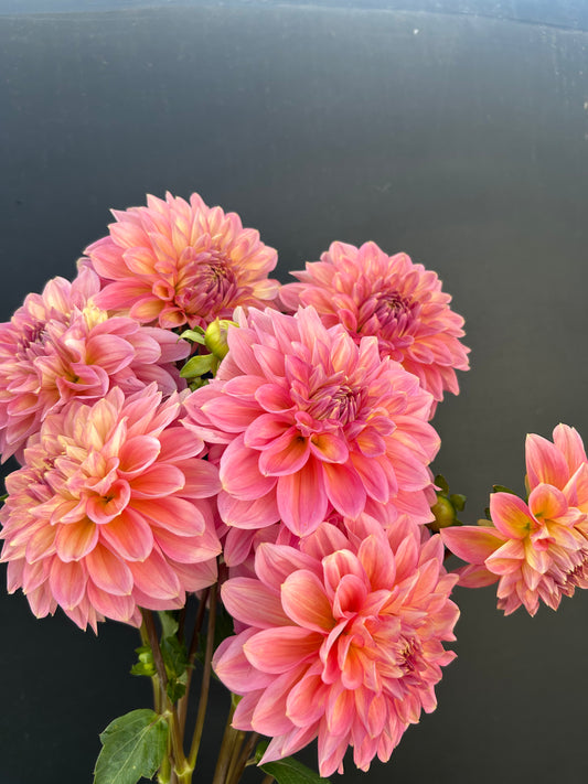 Dahlia Tuber: Cameo Peach