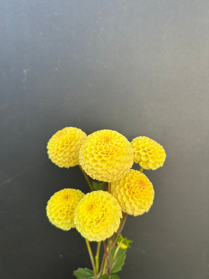 Dahlia Tuber: Buttercup
