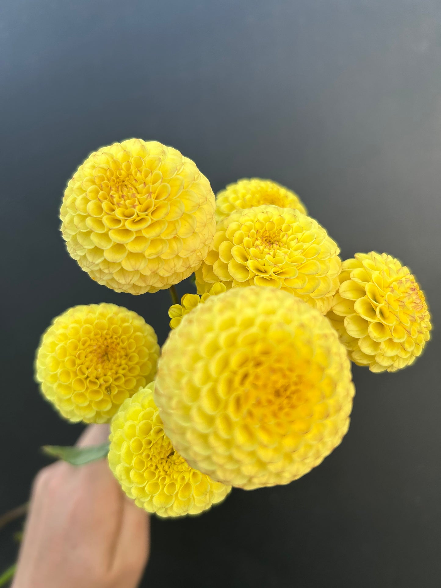 Dahlia Tuber: Buttercup