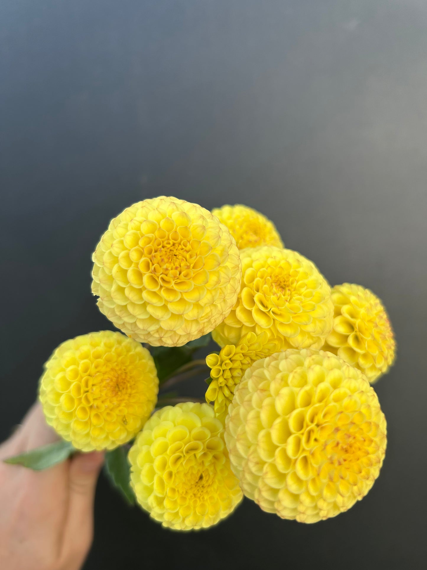 Dahlia Tuber: Buttercup