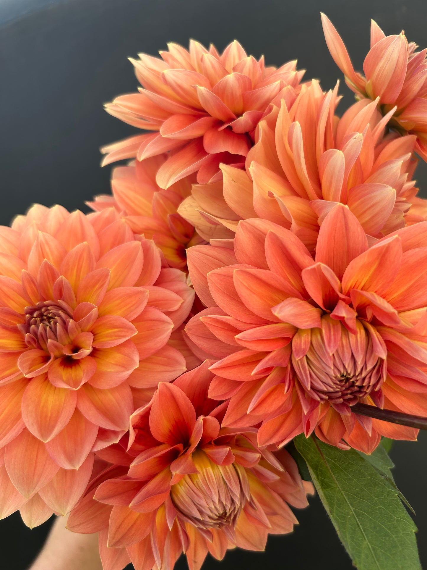 Dahlia Tuber: Nicholas