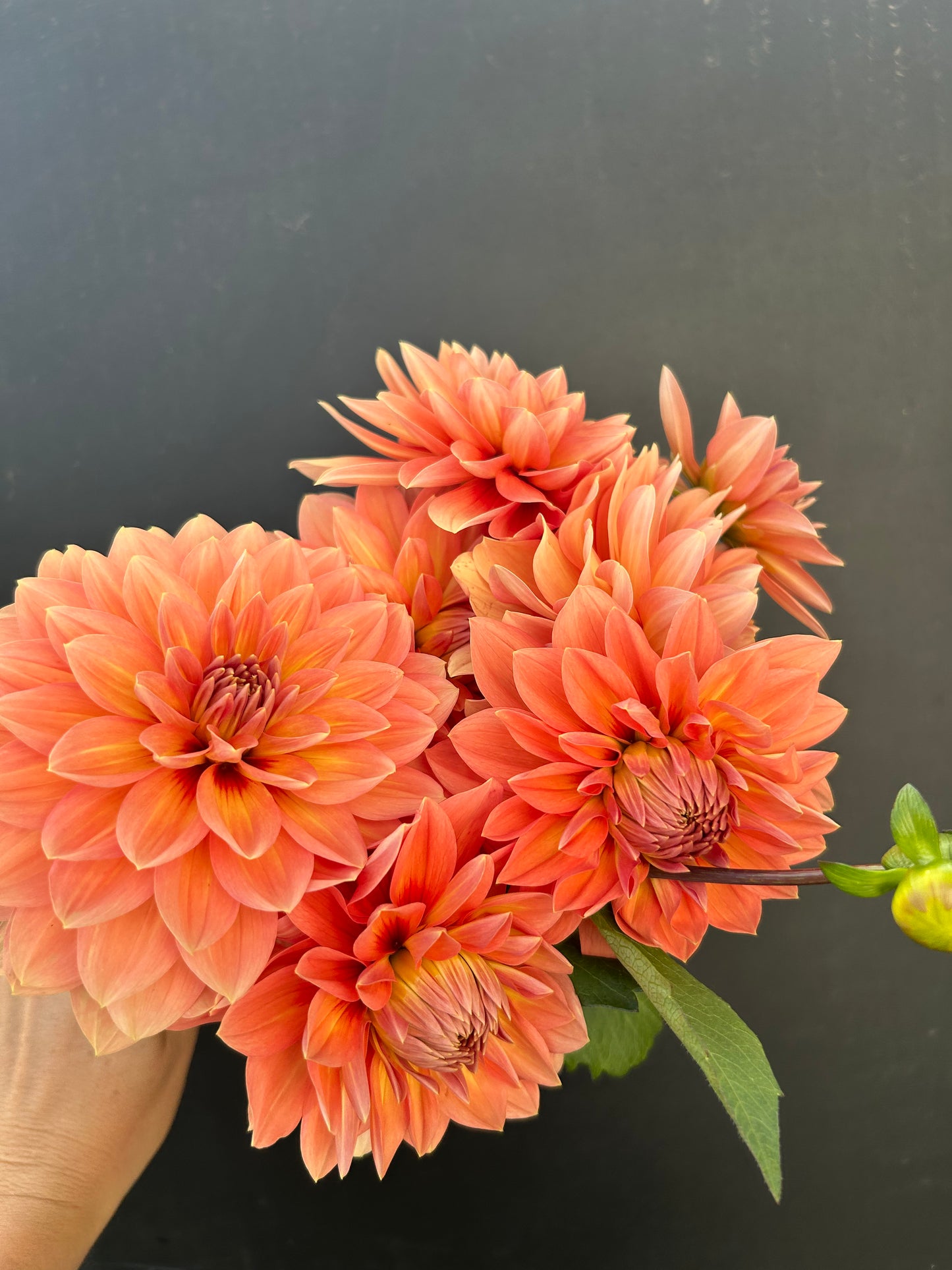 Dahlia Tuber: Nicholas