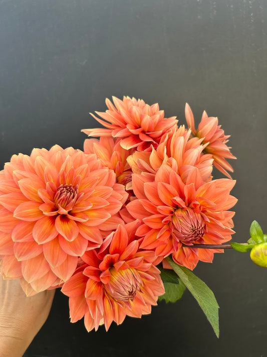 Dahlia Tuber: Nicholas