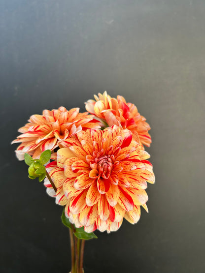 Dahlia Tuber: Striped Nagano