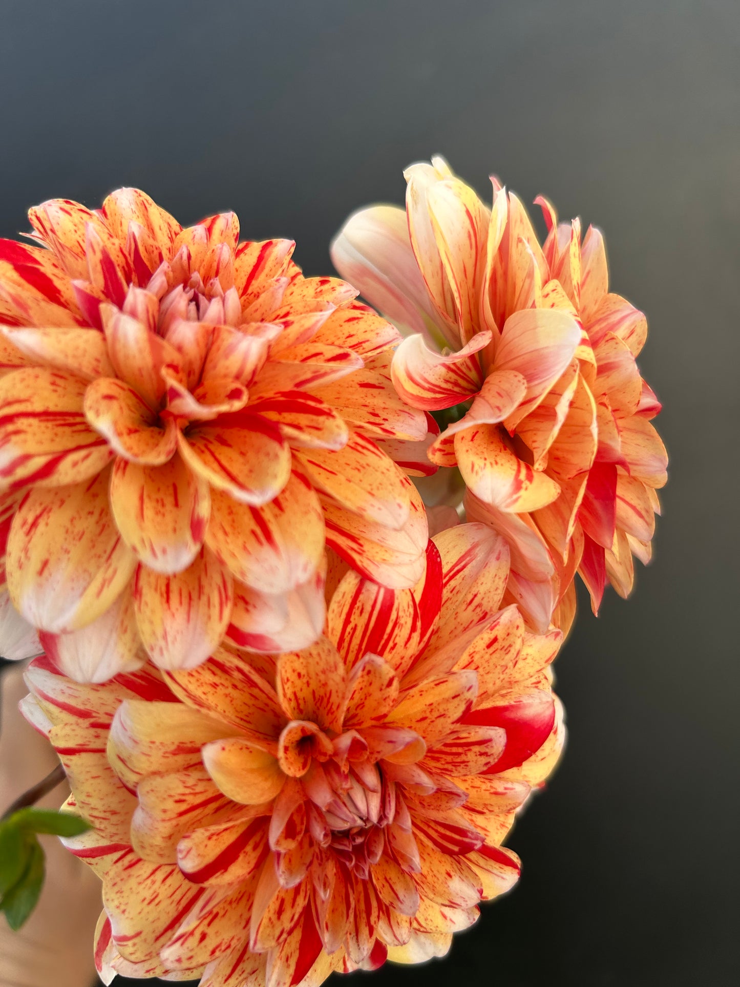 Dahlia Tuber: Striped Nagano