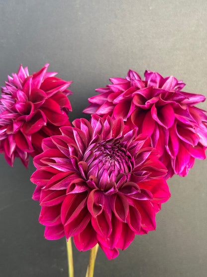 Dahlia Tuber: Diva