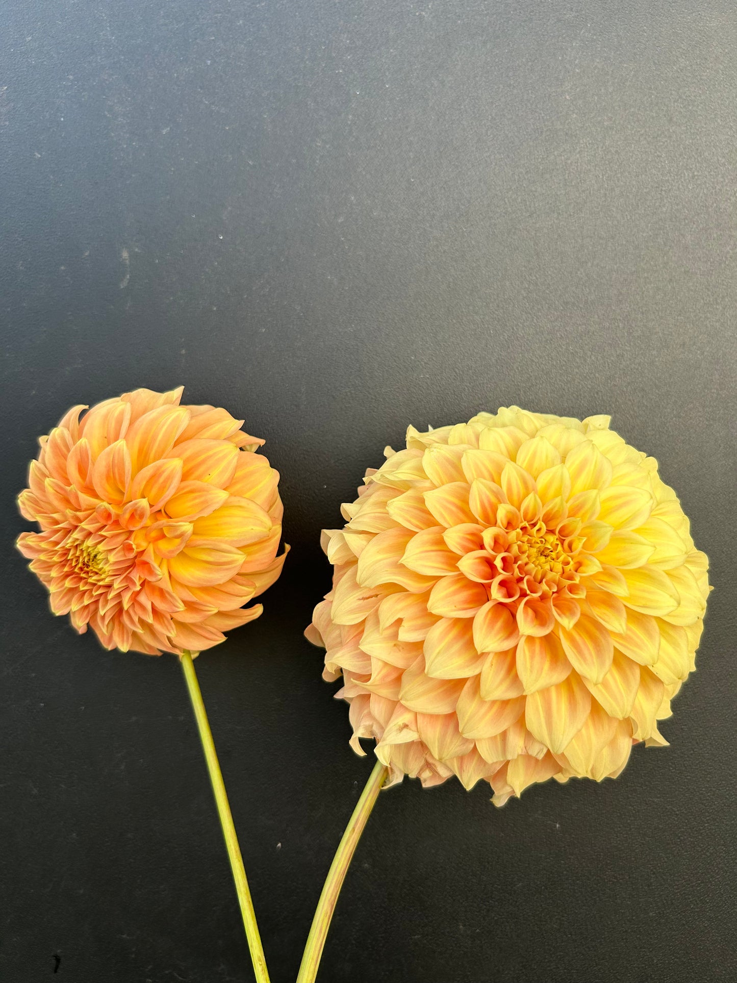 Dahlia Tuber: Bracken Sarah