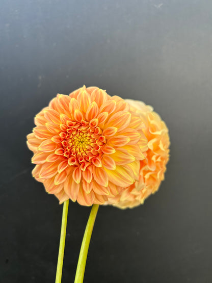 Dahlia Tuber: Bracken Sarah