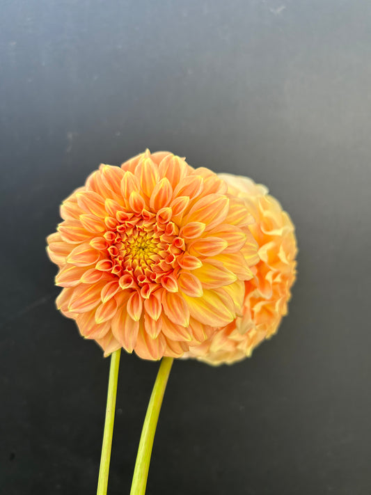 Dahlia Tuber: Bracken Sarah