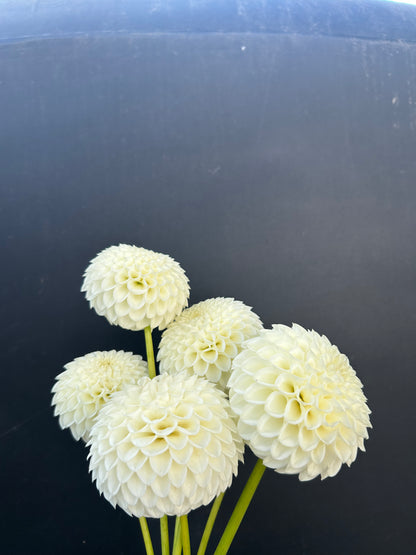 Dahlia Tuber: Ryecroft Jan