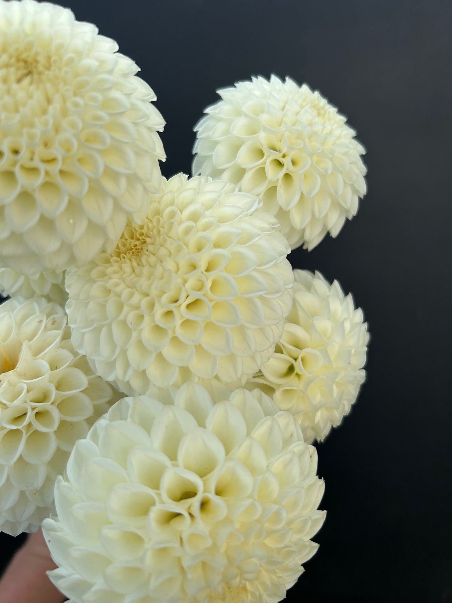 Dahlia Tuber: Ryecroft Jan