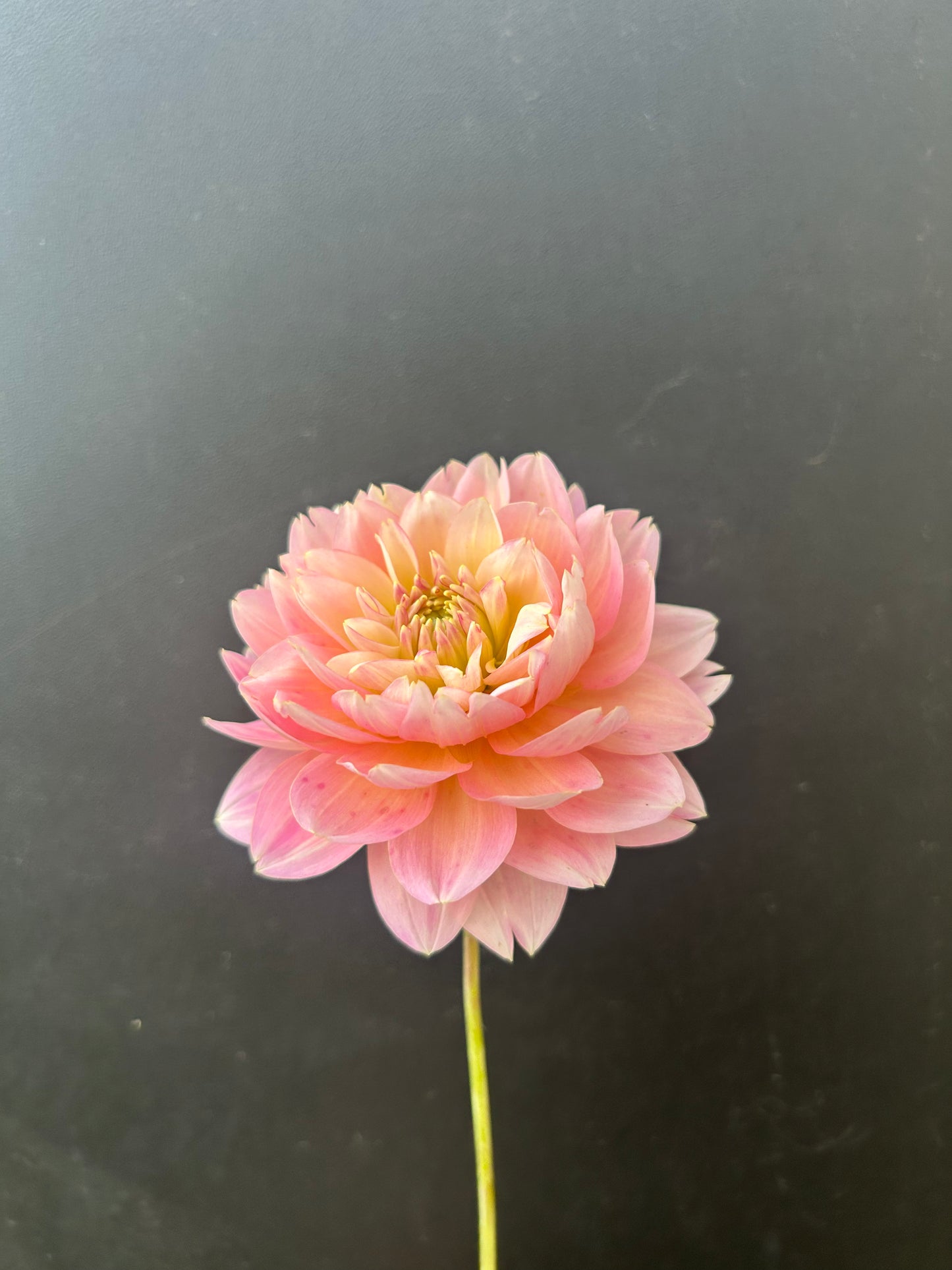 Dahlia Tuber: Rosemary Webb