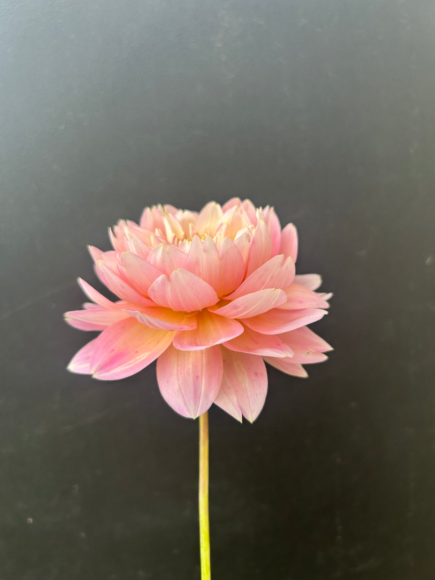 Dahlia Tuber: Rosemary Webb