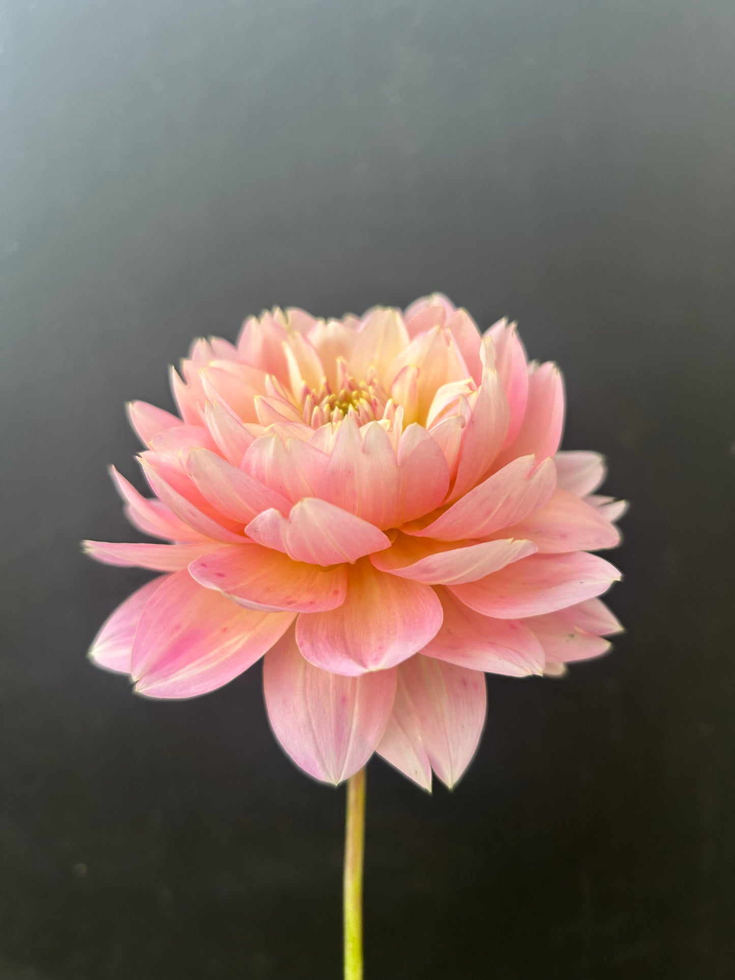 Dahlia Tuber: Rosemary Webb