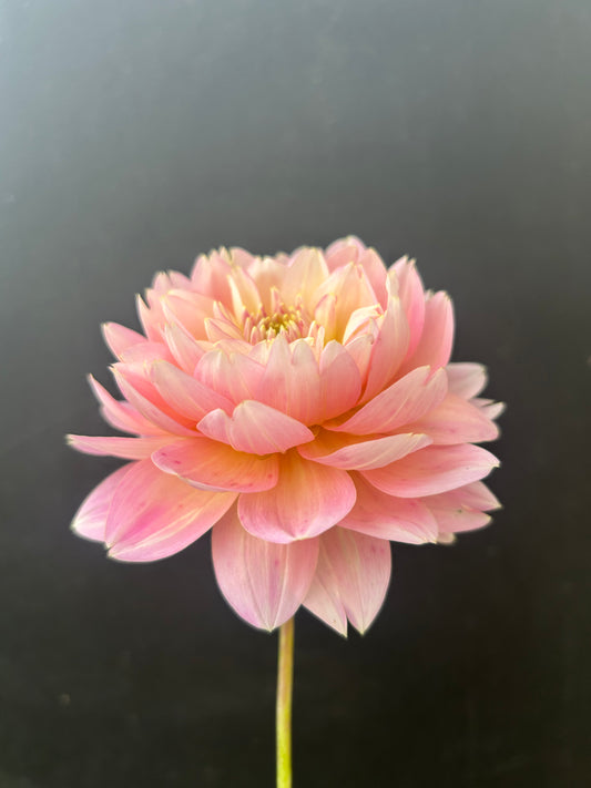 Dahlia Tuber: Rosemary Webb